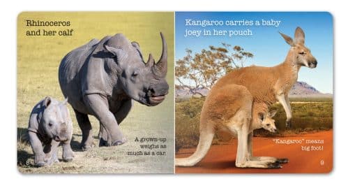 Wild Animals board book