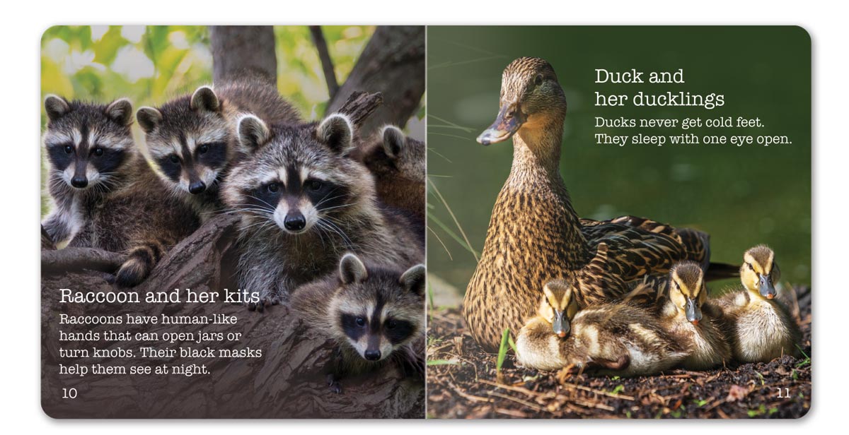 Farm Animals Little Book - English
