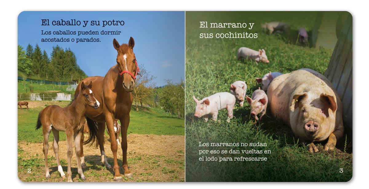 Farm Animals Little Book - Spanish