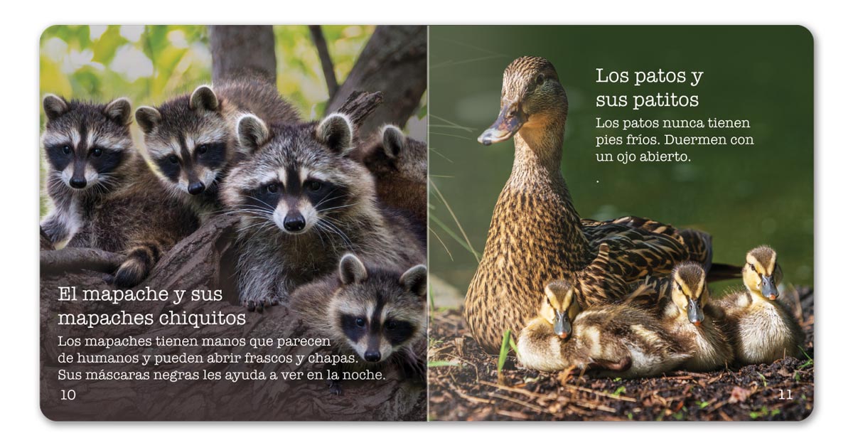 Farm Animals Little Book - Spanish