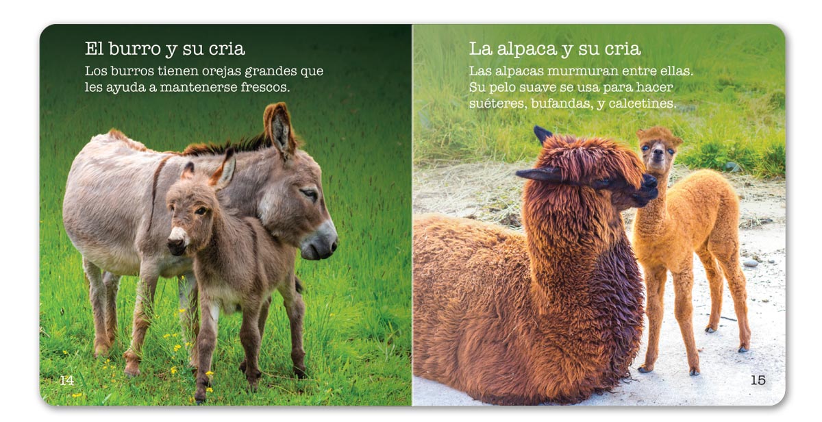 Farm Animals Little Book - Spanish